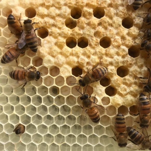 Meet your Posher, Kaat - Picture 1 of 1